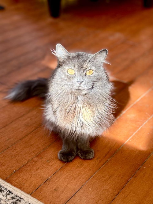 Peanut Butter, Adult Dilute Tortoiseshell / Domestic Long Hair / Mixed (long coat), cat for adoption in Shakopee, Minnesota