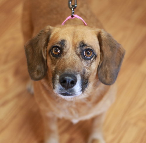 Lady Jane, an adoptable Dachshund in Mankato, MN