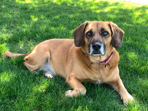 Lady Jane, an adoptable Dachshund in Mankato, MN