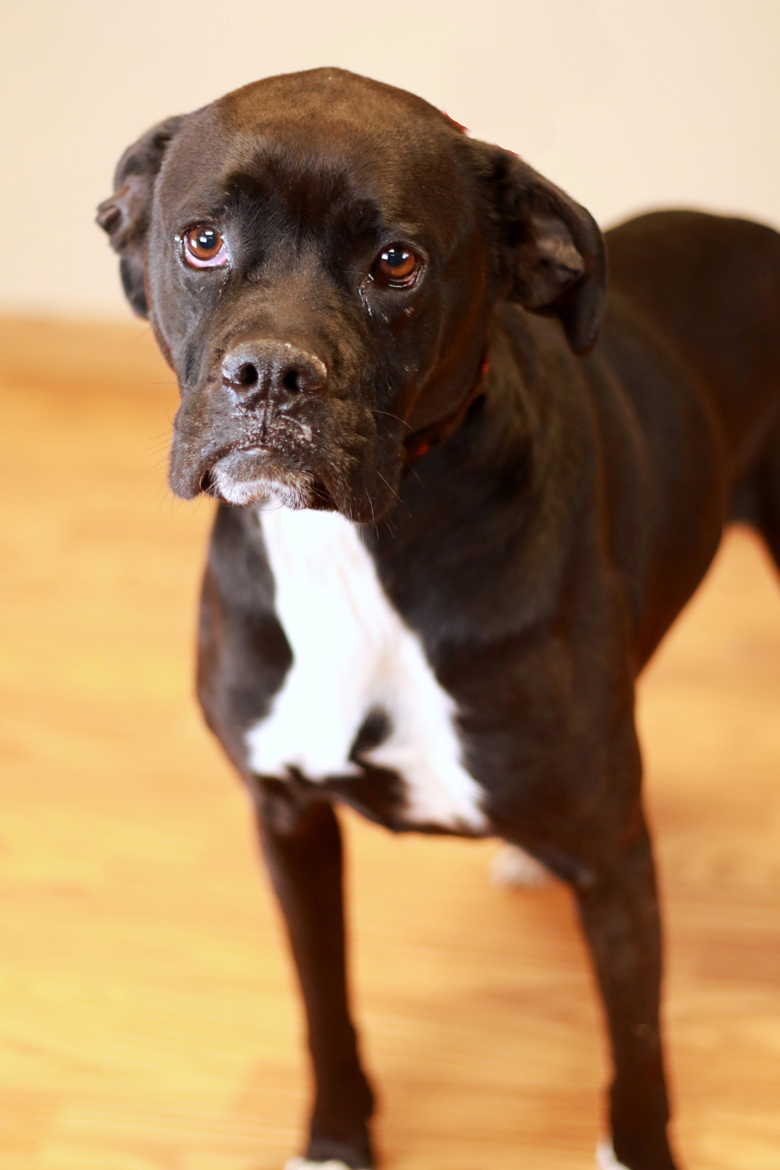 Pudgy Boots Image