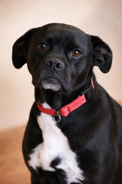 Pudgy Boots, an adoptable Boxer in Mankato, MN