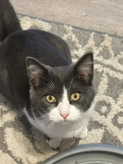 Howie, Young Domestic Short Hair / Mixed (short coat), cat for adoption in Mankato, Minnesota