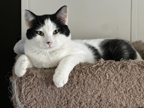 Stewart, Young Domestic Short Hair / Mixed (short coat), cat for adoption in Mankato, Minnesota