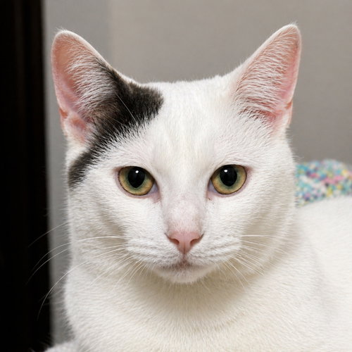 Tripp, Young Domestic Short Hair / Mixed (short coat), cat for adoption in Mankato, Minnesota