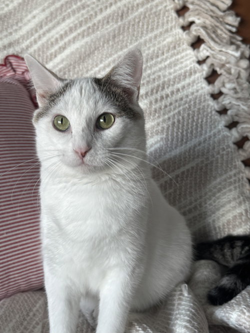 Storm E. Cuddles, Young Domestic Short Hair / Mixed (short coat), cat for adoption in Shakopee, Minnesota