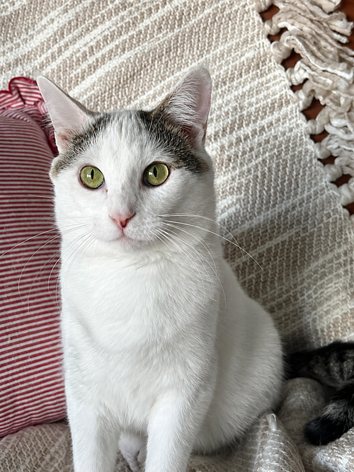 Storm E. Cuddles, an adoptable Domestic Short Hair in Mankato, MN