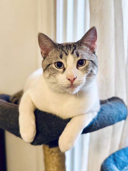 Stormin' Norman, an adoptable Siamese in Mankato, MN