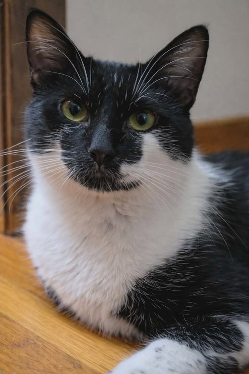 Ace, an adoptable Domestic Short Hair in Mankato, MN