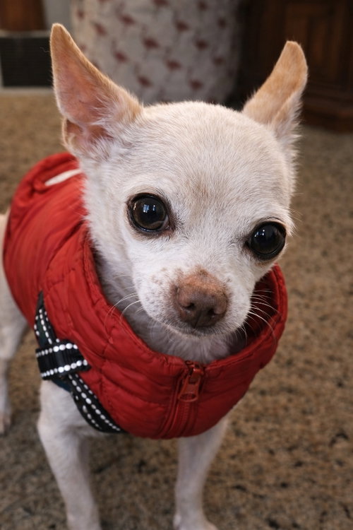 Charlie, an adoptable Chihuahua in Mankato, MN