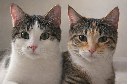 Willow & Timber, an adoptable Tabby in Mankato, MN