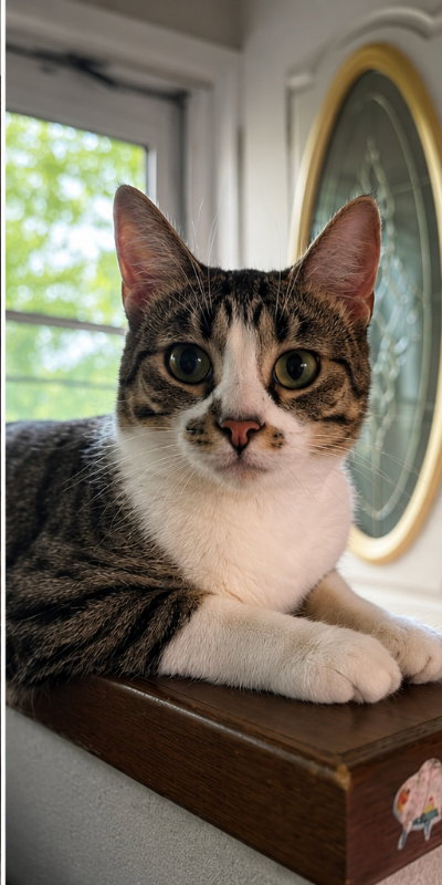 Misty, a cat for adoption from Mending Spirits Animal Rescue