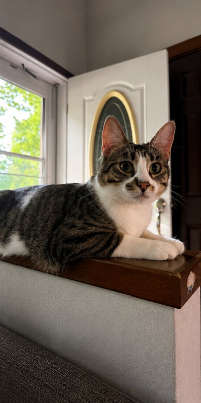 Photo 2 of Misty