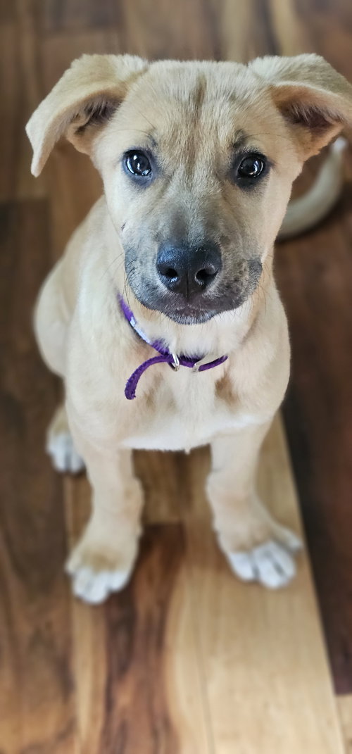Fayni, an adoptable German Shepherd Dog in Mankato, MN