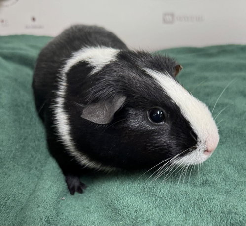 Tootsie ⭐️, a guinea pig for adoption from Mending Spirits Animal Rescue