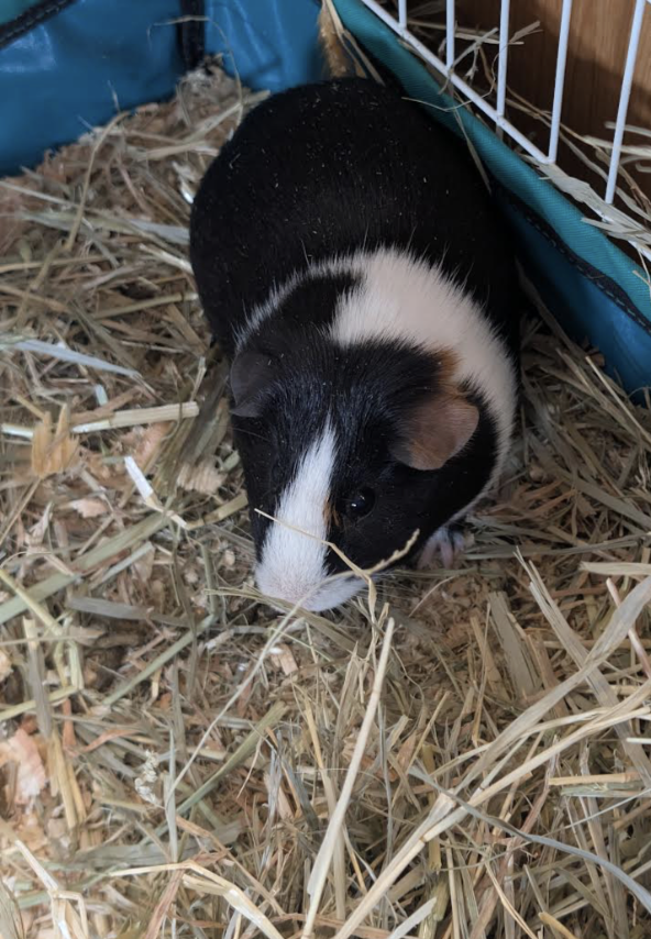 Tootsie ⭐️, photo 2