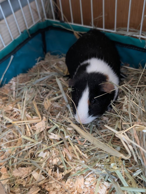 Photo 3 of Tootsie ⭐️