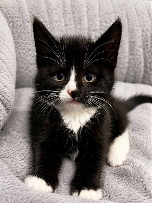 Jellybean
