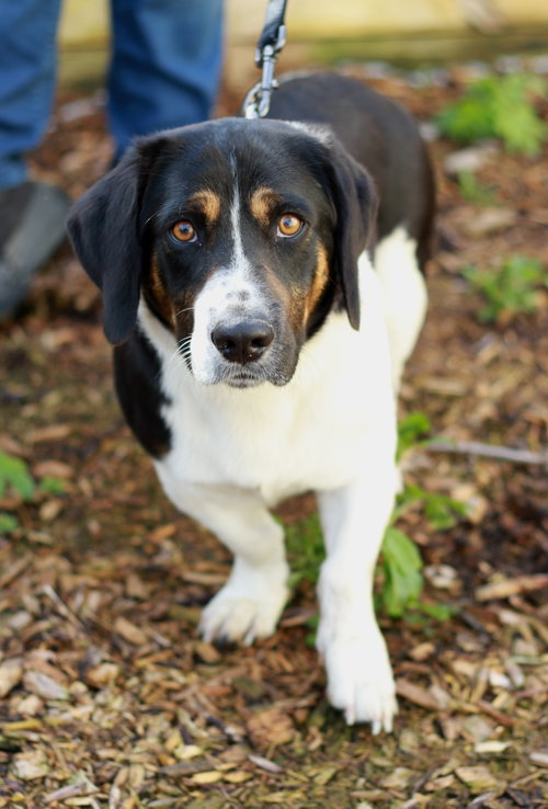 Elvis, an adoptable Basset Hound in Mankato, MN