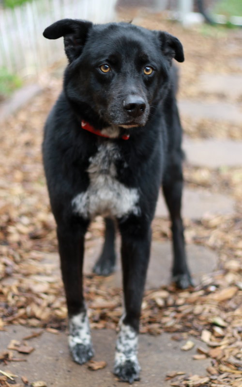 Sam, an adoptable Border Collie in Mankato, MN