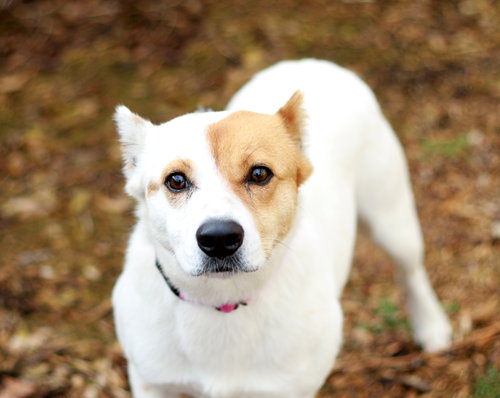 Lou, an adoptable Australian Cattle Dog in Mankato, MN