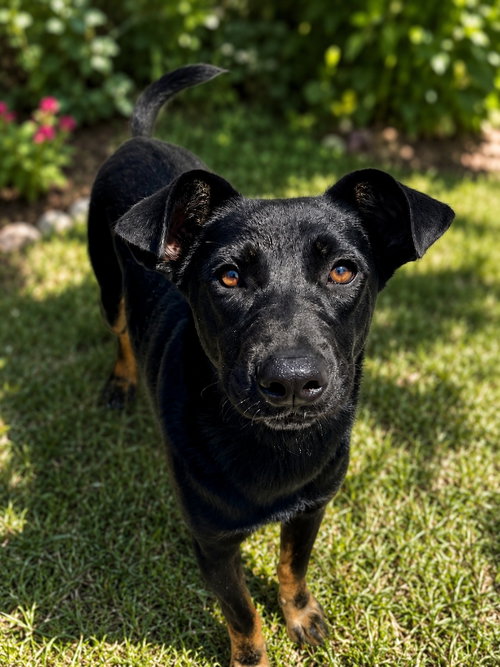 Popi, an adoptable Black Labrador Retriever in Mankato, MN