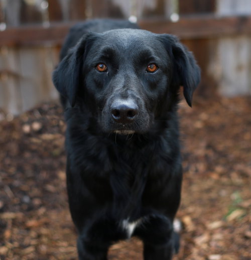 Parri, an adoptable Black Labrador Retriever in Mankato, MN