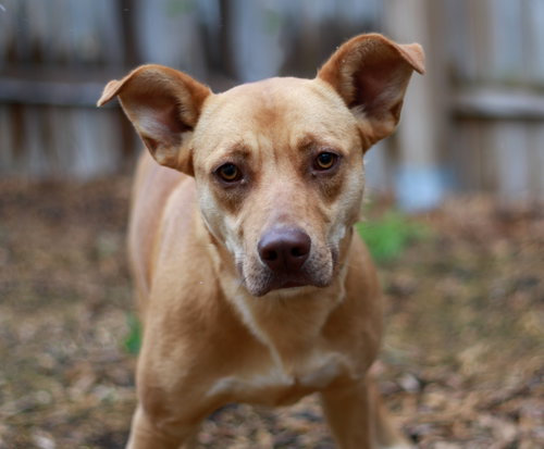 Letty, an adoptable Shepherd in Mankato, MN