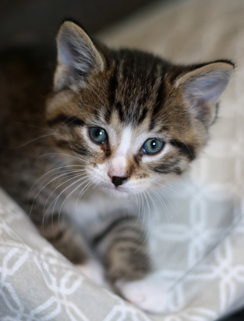 Pickle, an adoptable Tabby in Mankato, MN