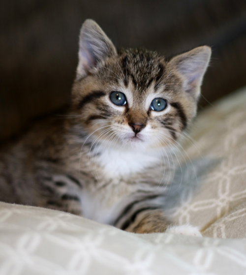 Turtle, an adoptable Tabby in Mankato, MN