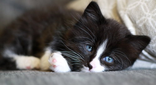 Rose, an adoptable Domestic Short Hair in Mankato, MN