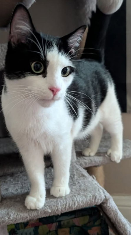 Smidget, a cat for adoption from Mending Spirits Animal Rescue