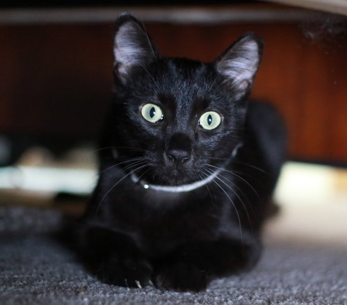 Nibs, a cat for adoption from Mending Spirits Animal Rescue