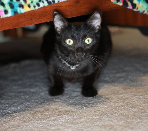 Photo 2 of Nibs