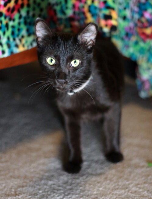 Photo 4 of Nibs