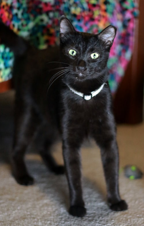 Photo 3 of Nibs