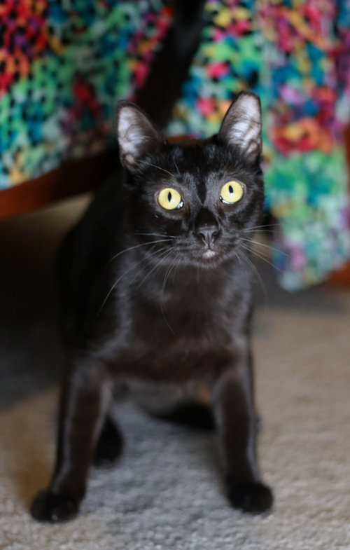 Photo 2 of Licorice