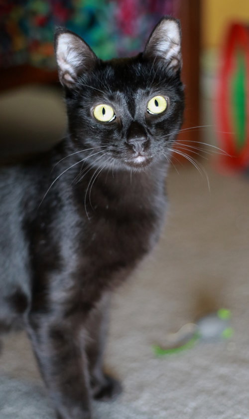 Photo 3 of Licorice
