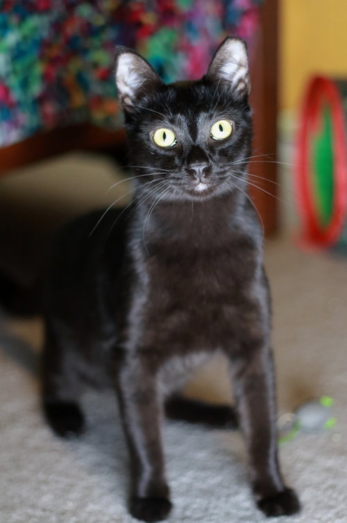 Photo 4 of Licorice