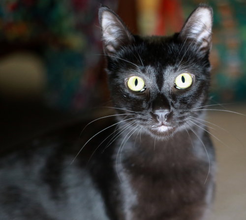 Licorice