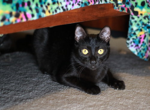 Photo 5 of Licorice