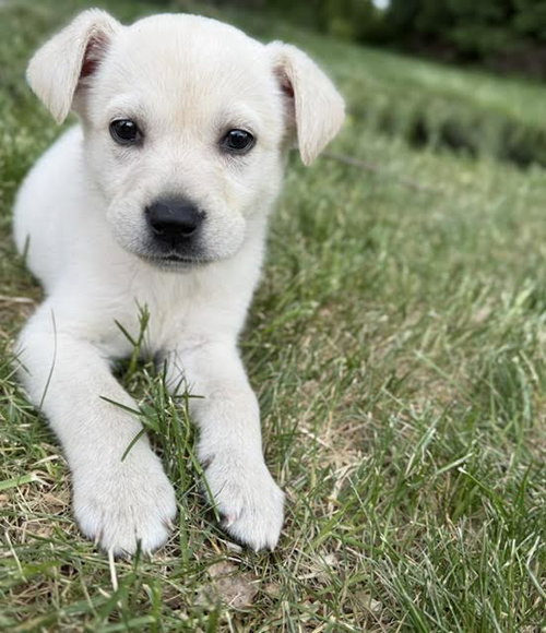 Helga Pataki, an adoptable Labrador Retriever in Mankato, MN