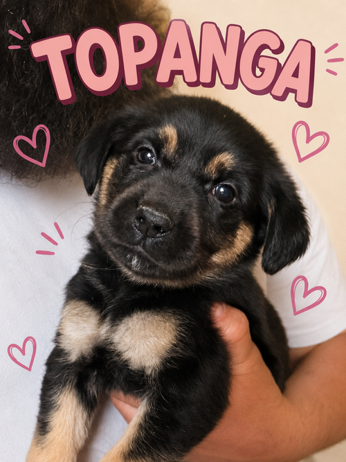 Topanga, an adoptable Labrador Retriever in Mankato, MN