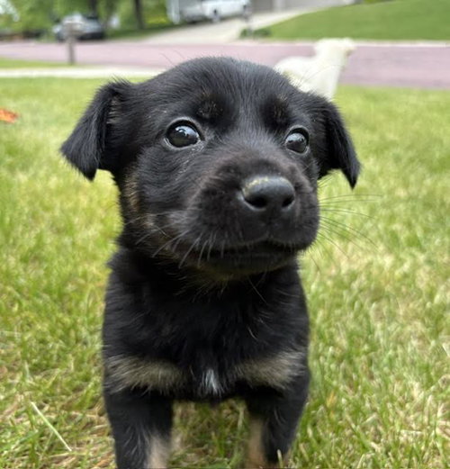 Porkchop, an adoptable Labrador Retriever in Mankato, MN