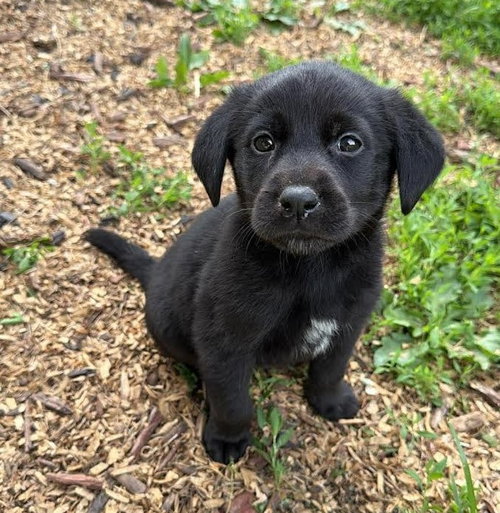Otto Rocket, an adoptable Labrador Retriever in Mankato, MN