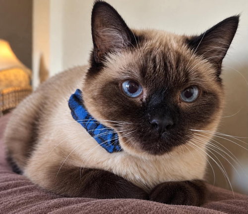 Max, a cat for adoption from Mending Spirits Animal Rescue