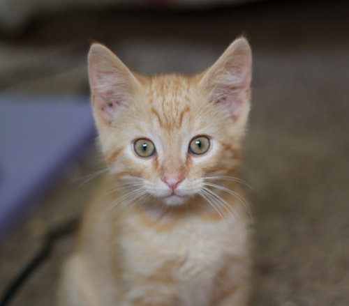 Tigger, Baby Tabby / Domestic Short Hair / Mixed (short coat), cat for adoption in Mankato, Minnesota
