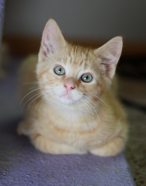 Heathcliff, Baby Tabby / Domestic Short Hair / Mixed (short coat), cat for adoption in Mankato, Minnesota