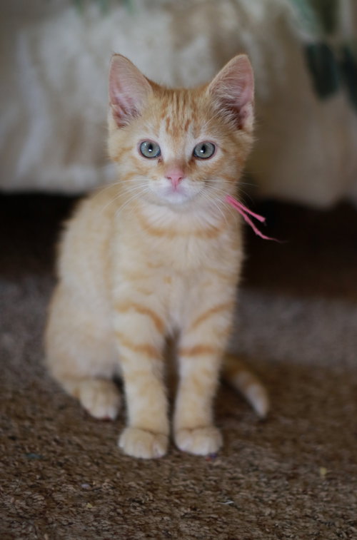 Garfield Gilmore, Baby Tabby / Domestic Short Hair / Mixed (short coat), cat for adoption in Mankato, Minnesota