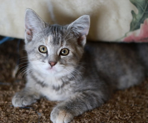 Nermal, Baby Tabby / Domestic Short Hair / Mixed (short coat), cat for adoption in Mankato, Minnesota