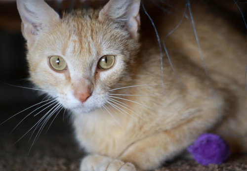 Merida, Adult Tabby / Domestic Short Hair / Mixed (short coat), cat for adoption in Mankato, Minnesota